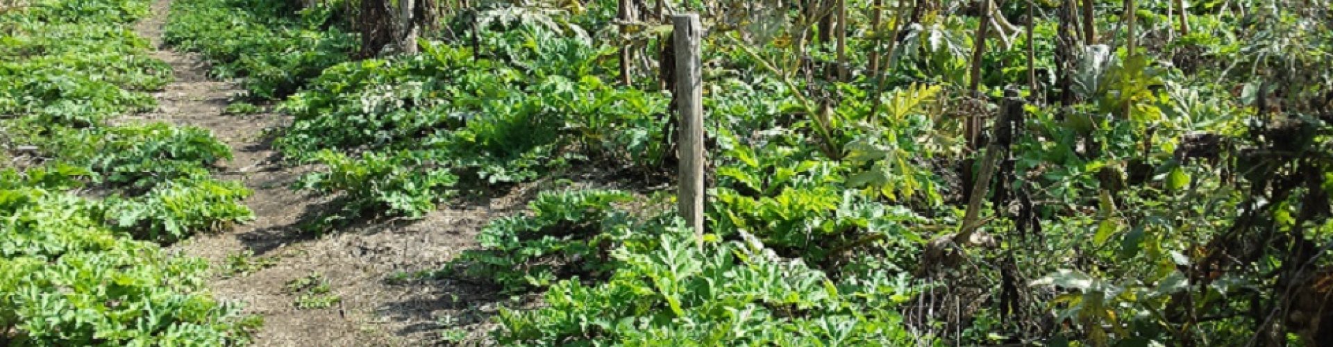 Maaien Reuzenberenklauw cover.jpg