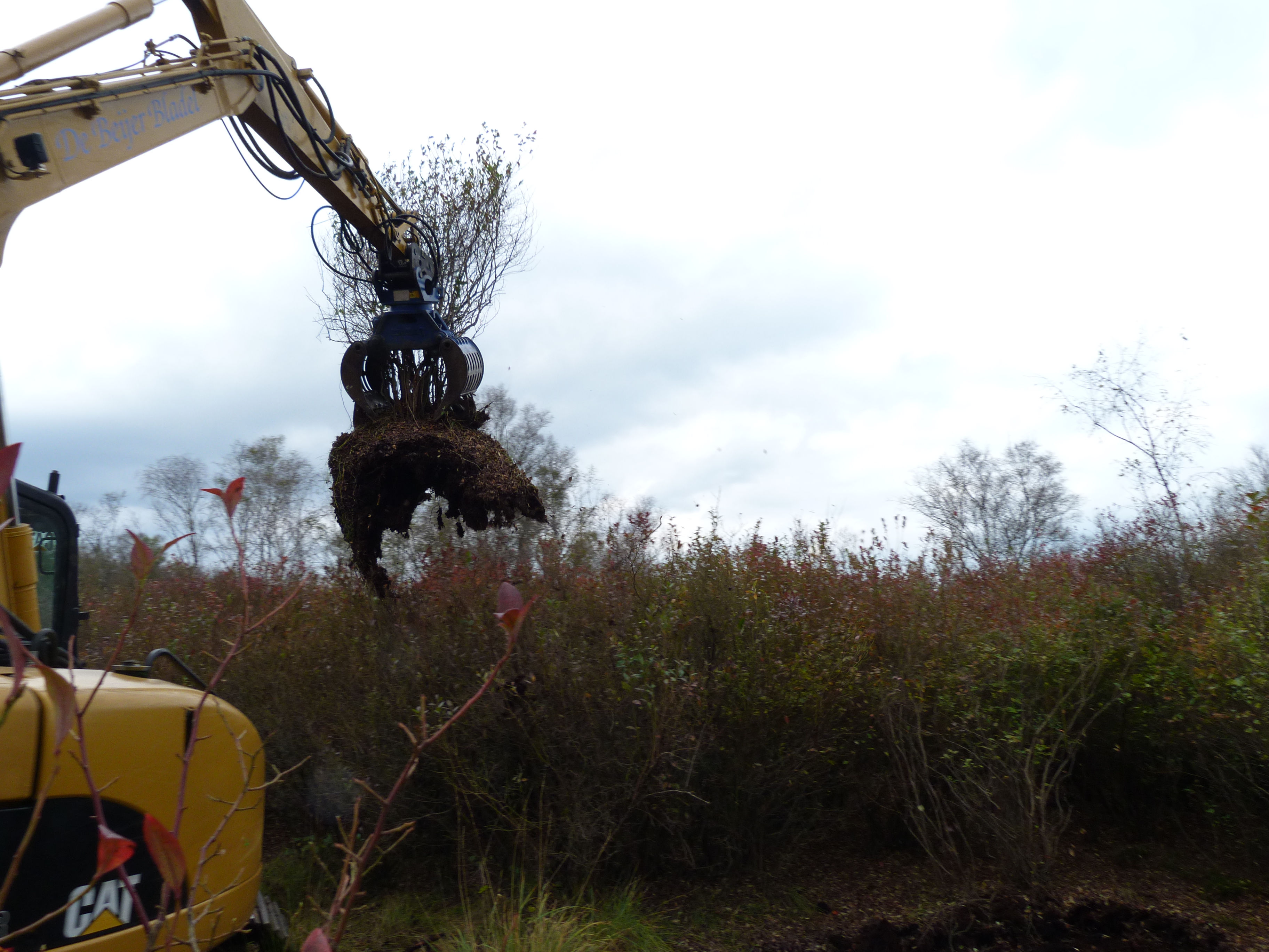 Machinaal rooien van trosbosbes 2