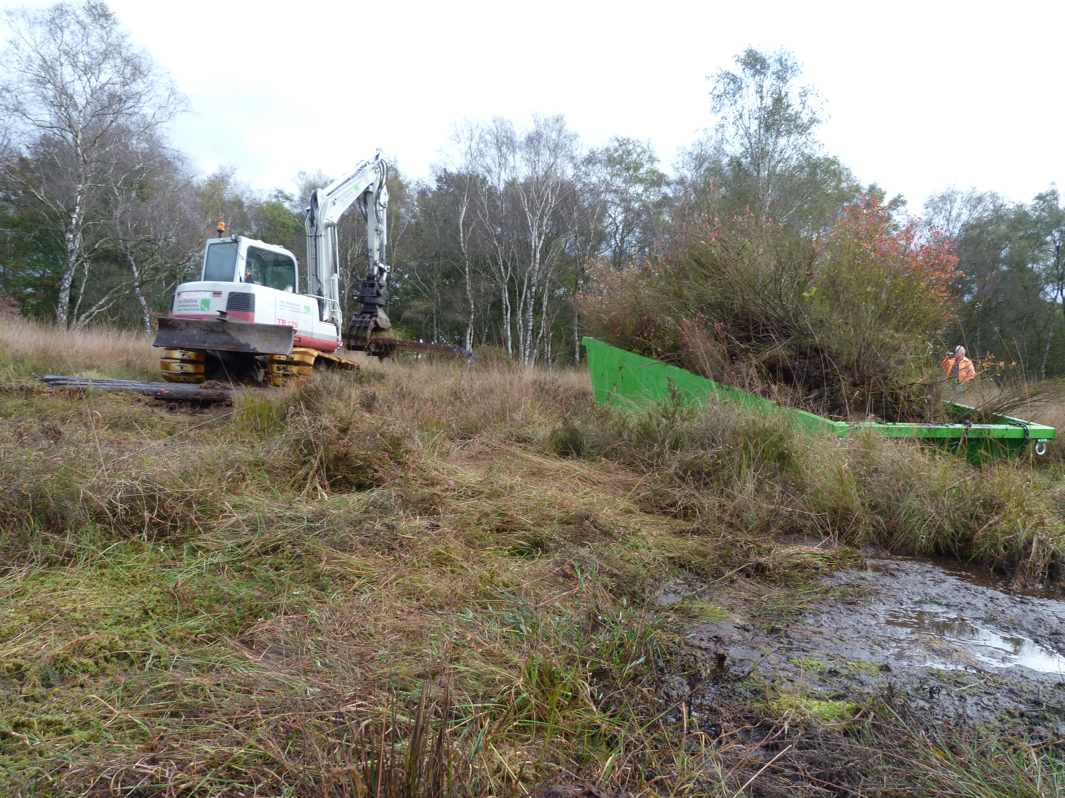 Machinaal rooien van trosbosbes