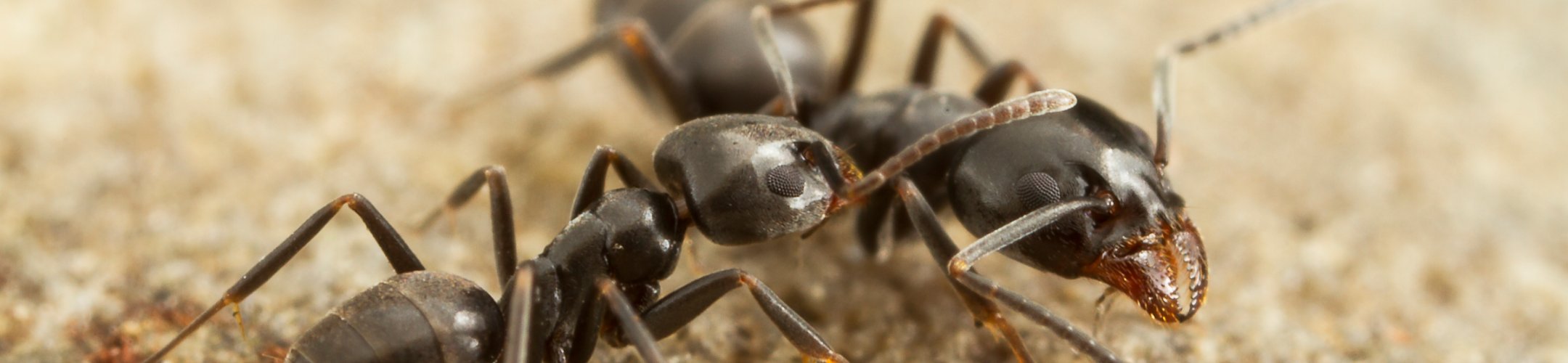 Mediterraan draaigatje