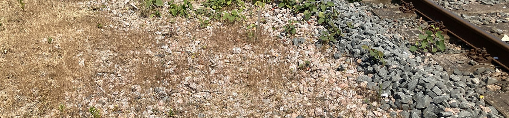 Monitoring duizendknoopbestrijding havengebied Rotterdam 2023