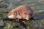 Muskusrat