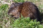Muskusrat