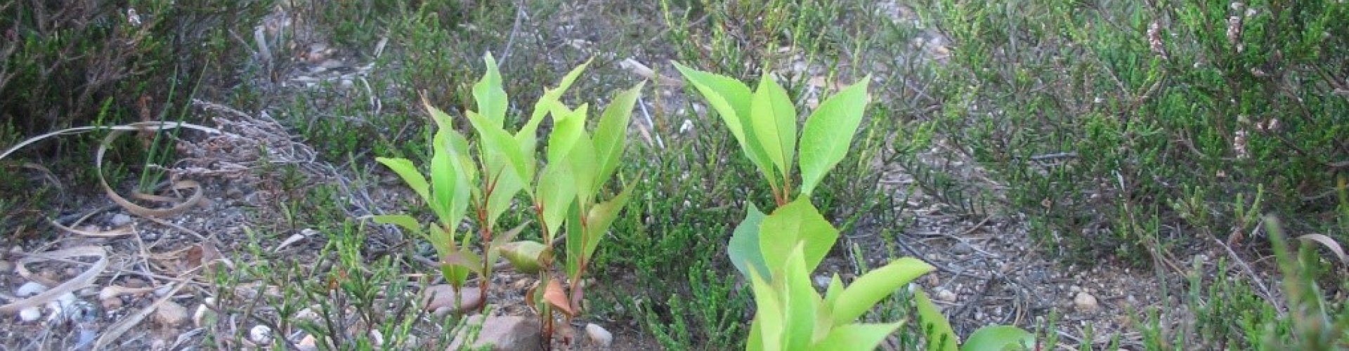 Nazorg amerikaanse vogelkers cover.jpg