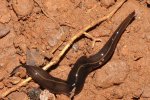 Nieuw-Guineese landplatworm