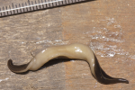 Nieuw-Guineese landplatworm