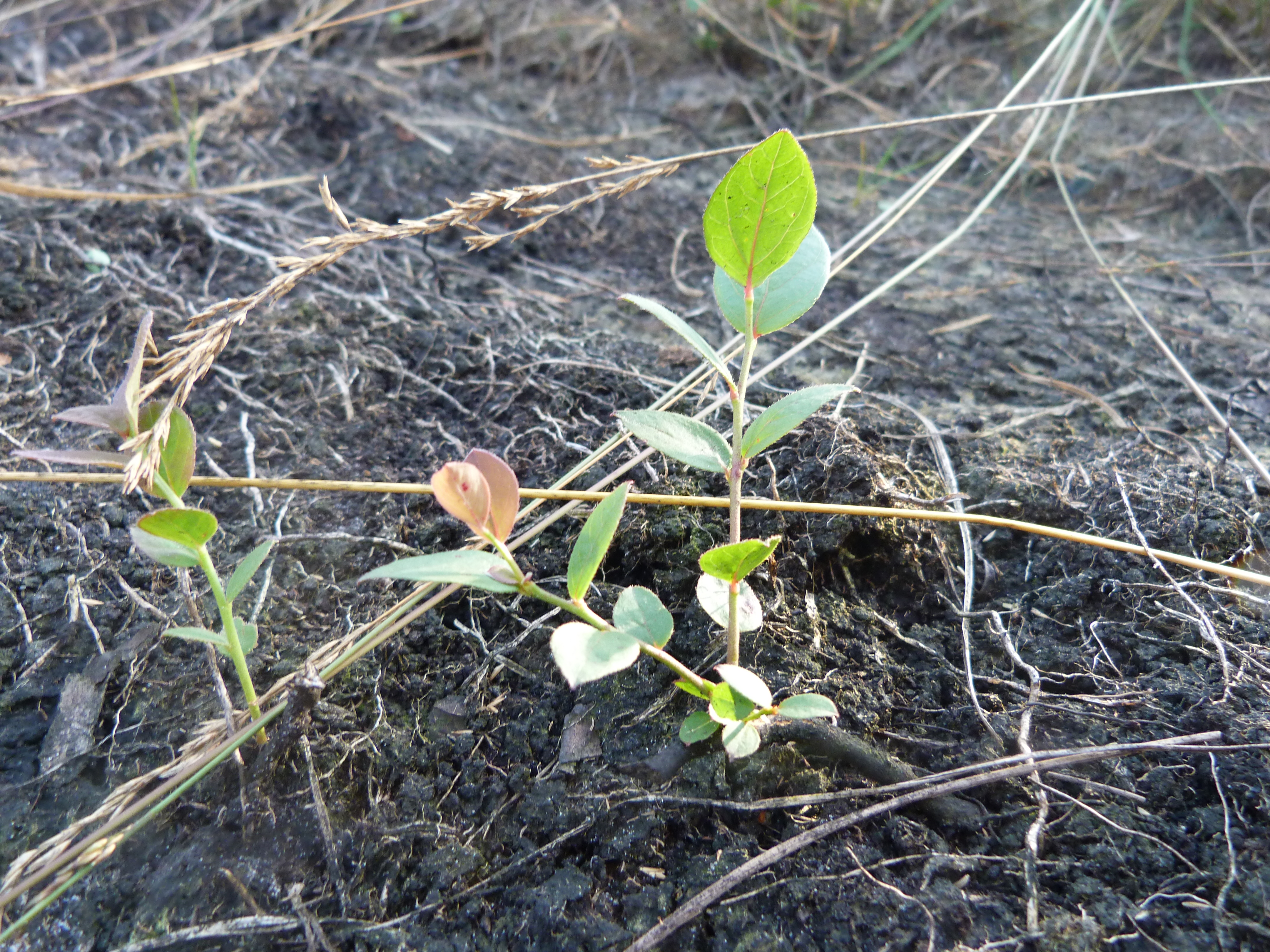 Nieuwe scheuten uit achter gebleven wortelfragmenten