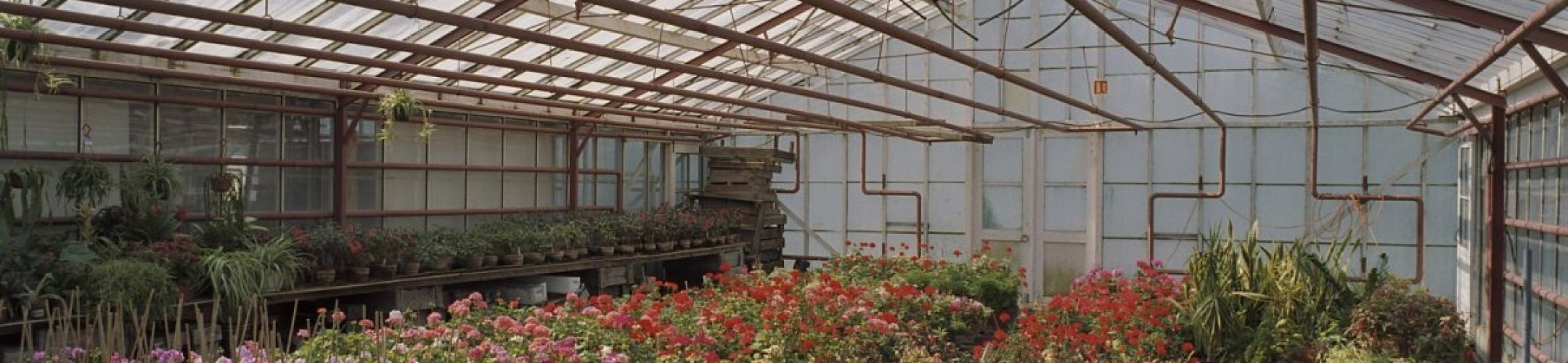 Nieuwe soorten uitheemse landplatwormen ontdekt