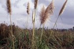 Pampagrassen