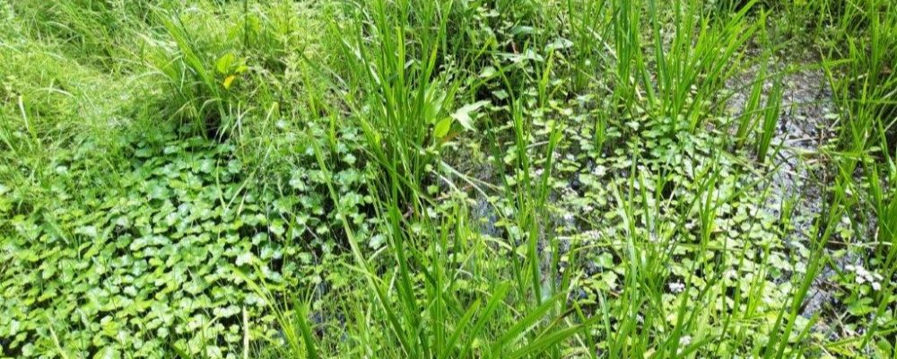 Peilverlaging grote waternavel.jpg