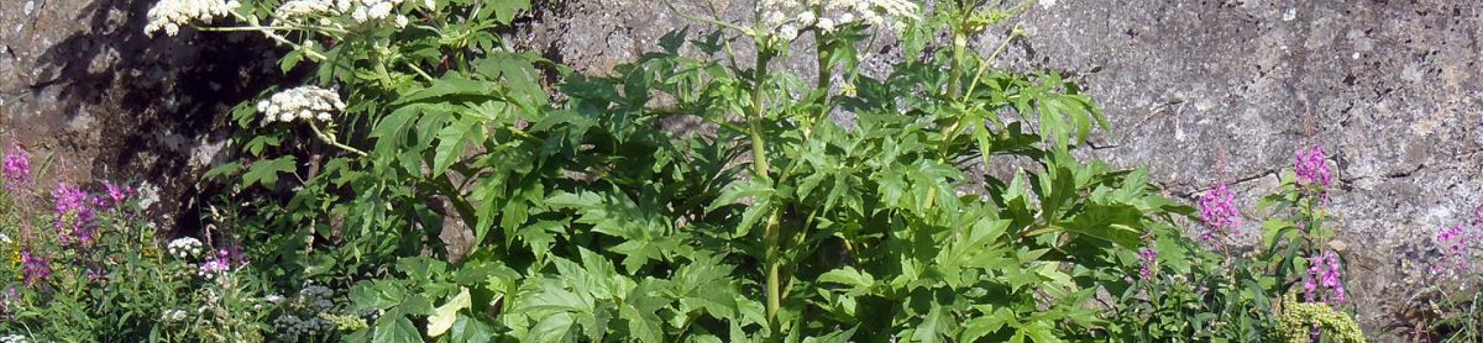 Perzische berenklauw