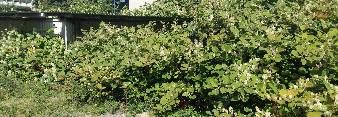 Pointer over De Japanse duizendknoop