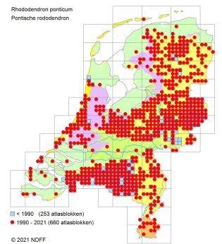 Pontische rododendron