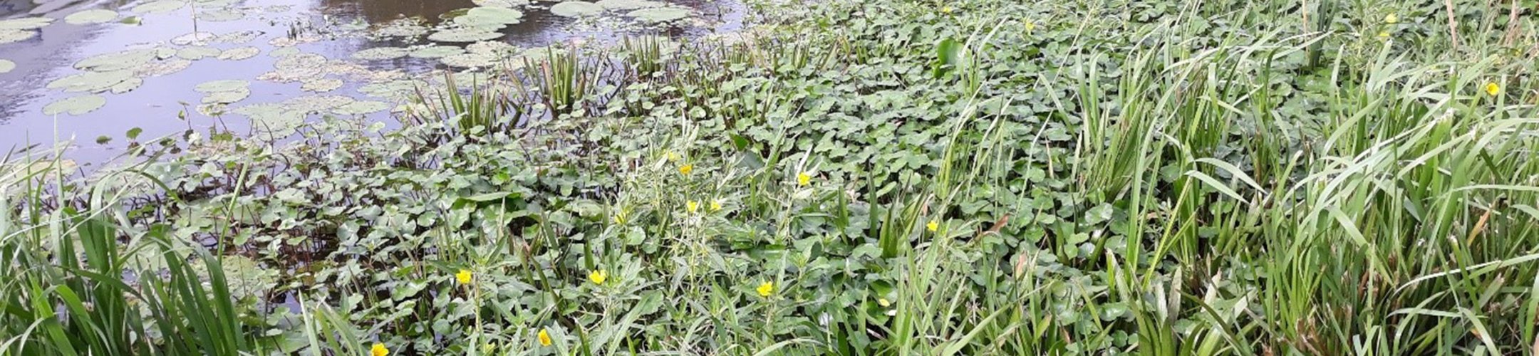 Praktisch handelingskader transport en verwerking van invasieve exoten