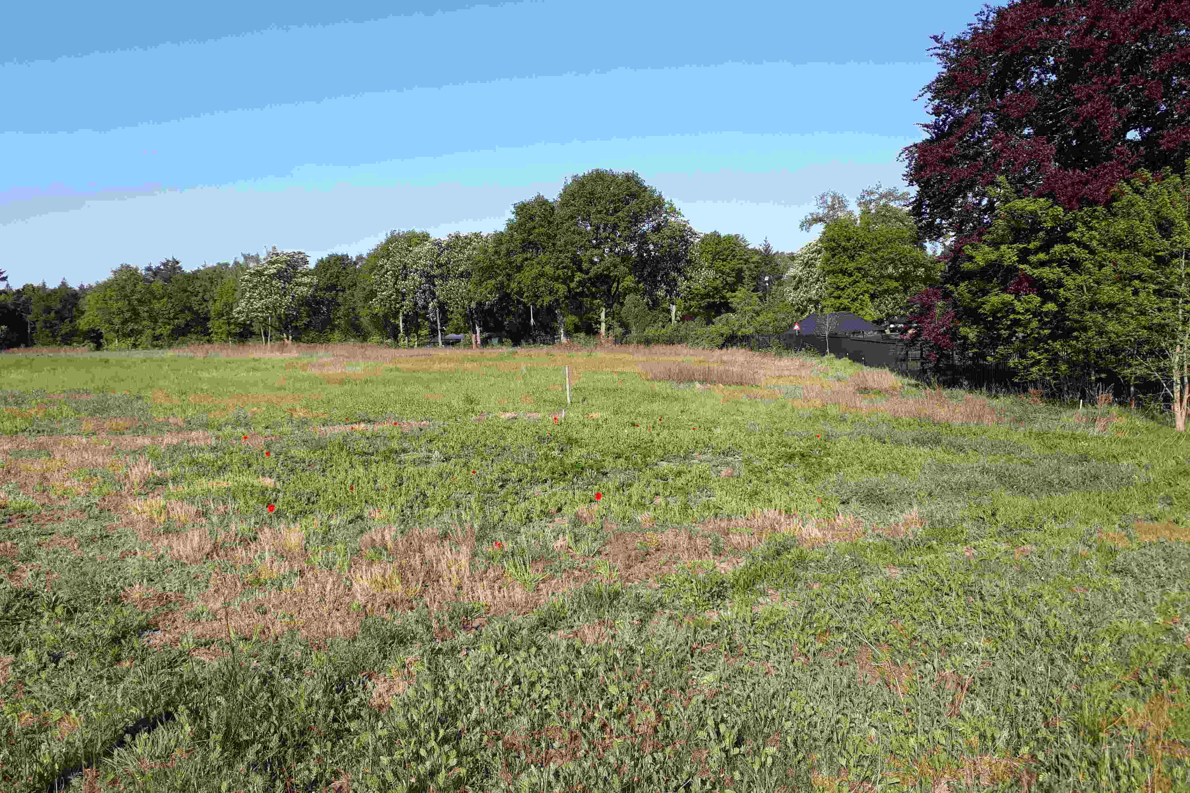 Proefvak ingezaaid met kruidenmengsel preview