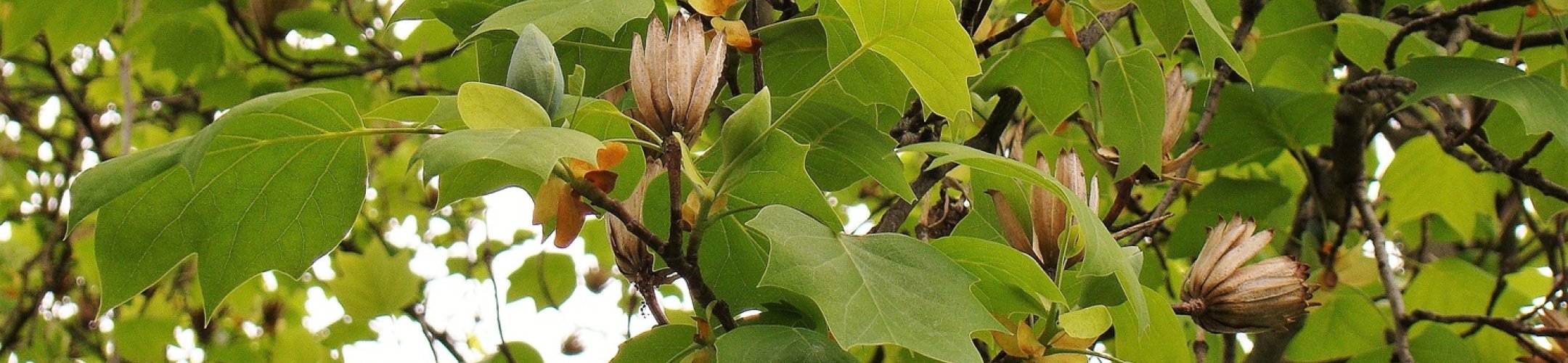 Risicobeoordeling invasiviteit van uitheemse, klimaatbestendige boomsoorten