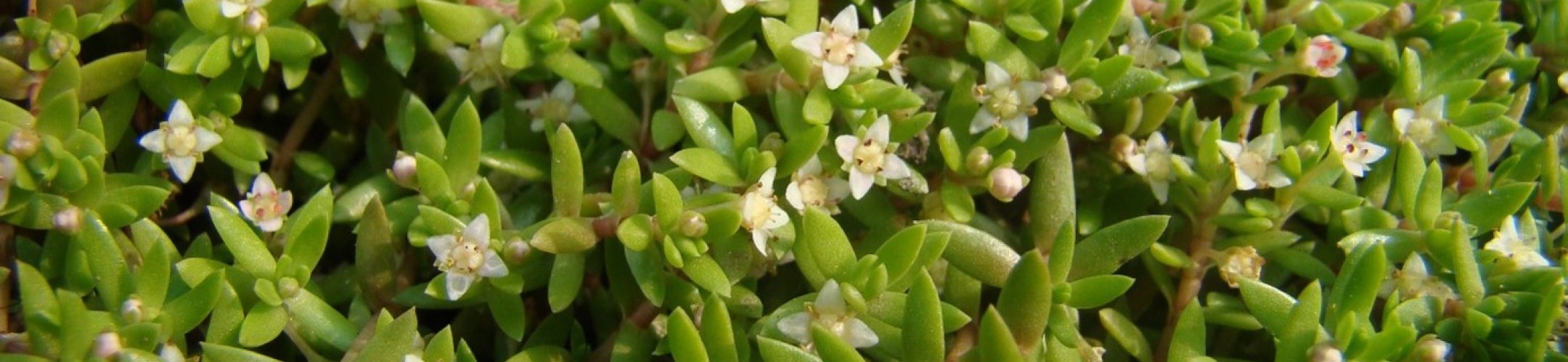 Samen voor een gezonde natuur