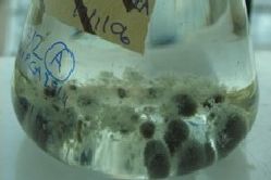 Schimmeloplossing, foto CABI. preview