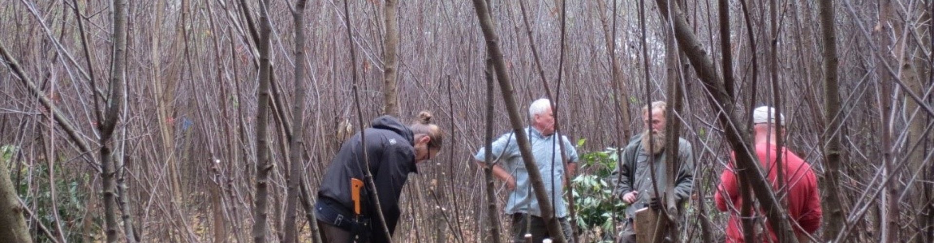 Selectie, vrijstellen en opsnoeien cover