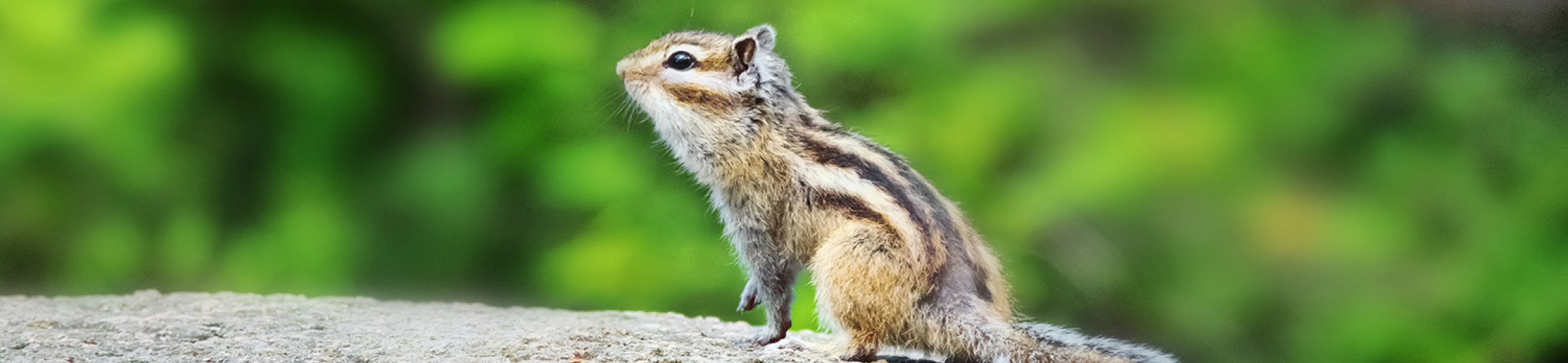 Siberische grondeekhoorn