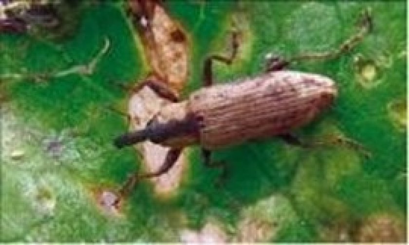 Snuitkever (CABI)_840x504.jpg