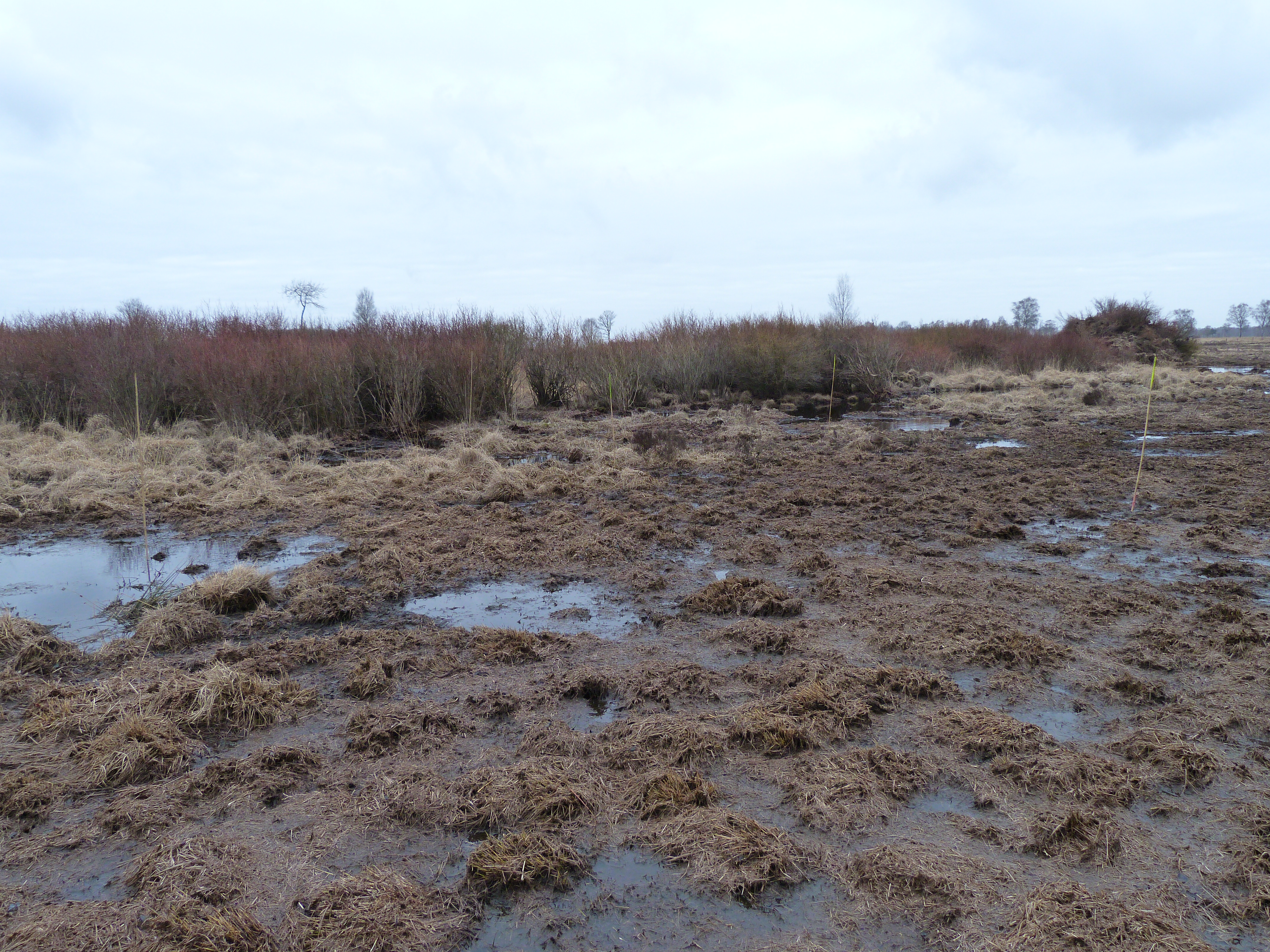 Sporen in het gebied na machinaal rooien van trosbosbes