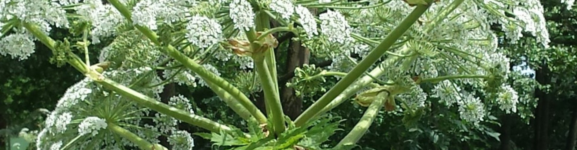 Studiedag invasieve soorten