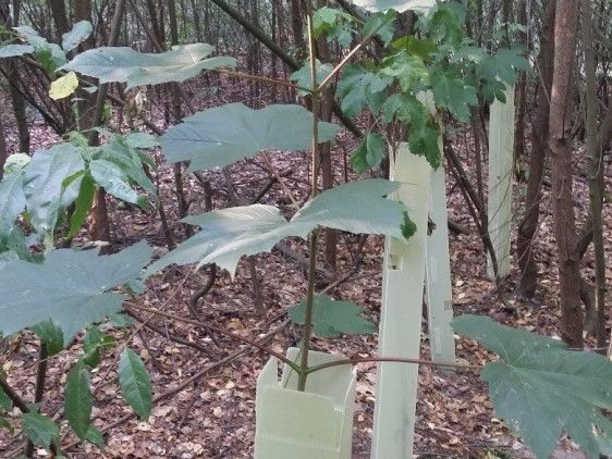 Succesvolle aanplant van esdoorn onder 8-jarige vogelkers preview.jpg