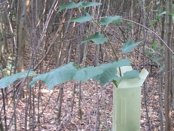 Succesvolle aanplant van linde onder 8-jarige vogelkers (Foto Bart Nyssen) preview.jpg
