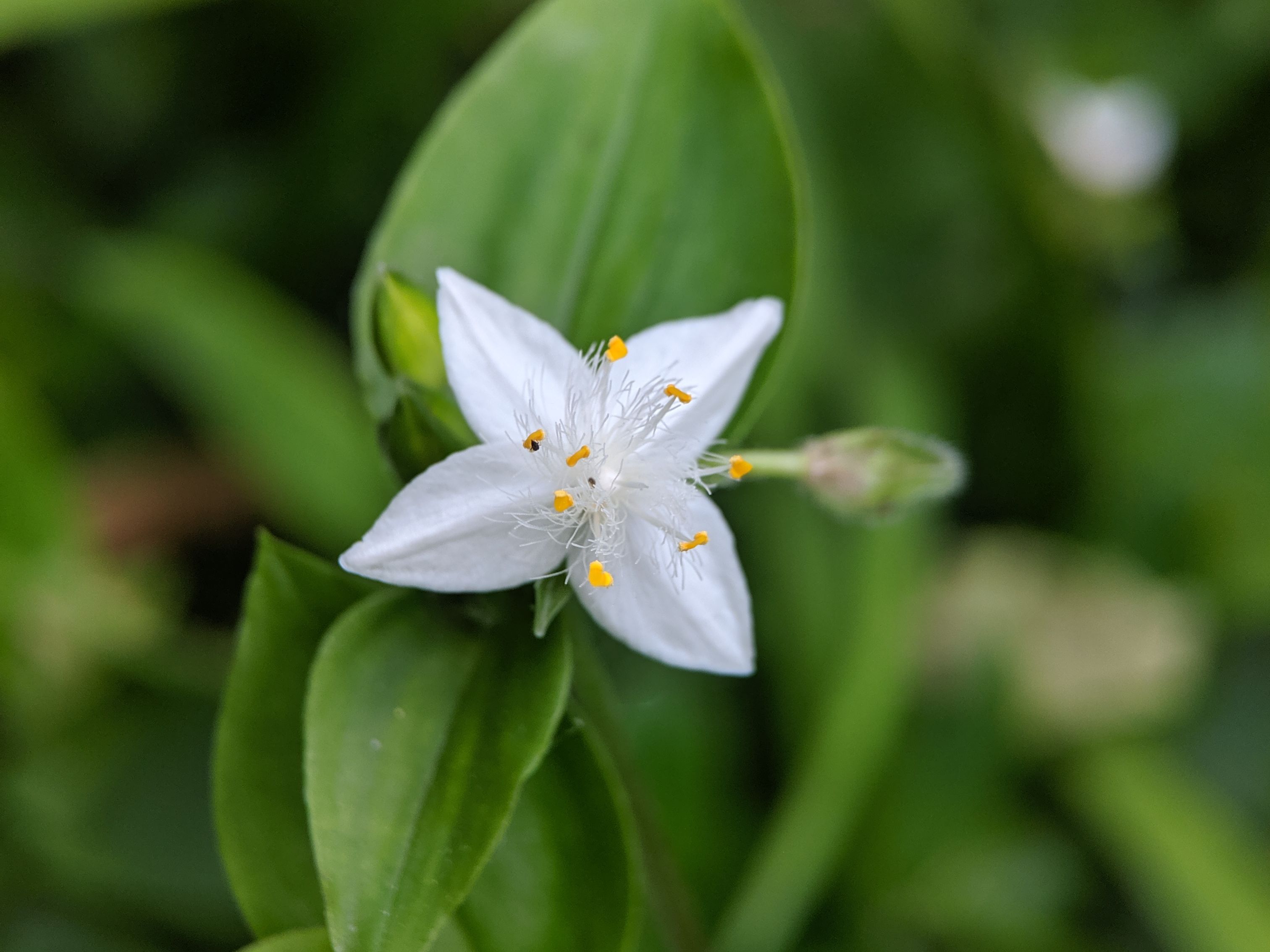 Tradescantia_fluminensis_4 (foto Sun Jiao Wikimedia Commons 2019) preview