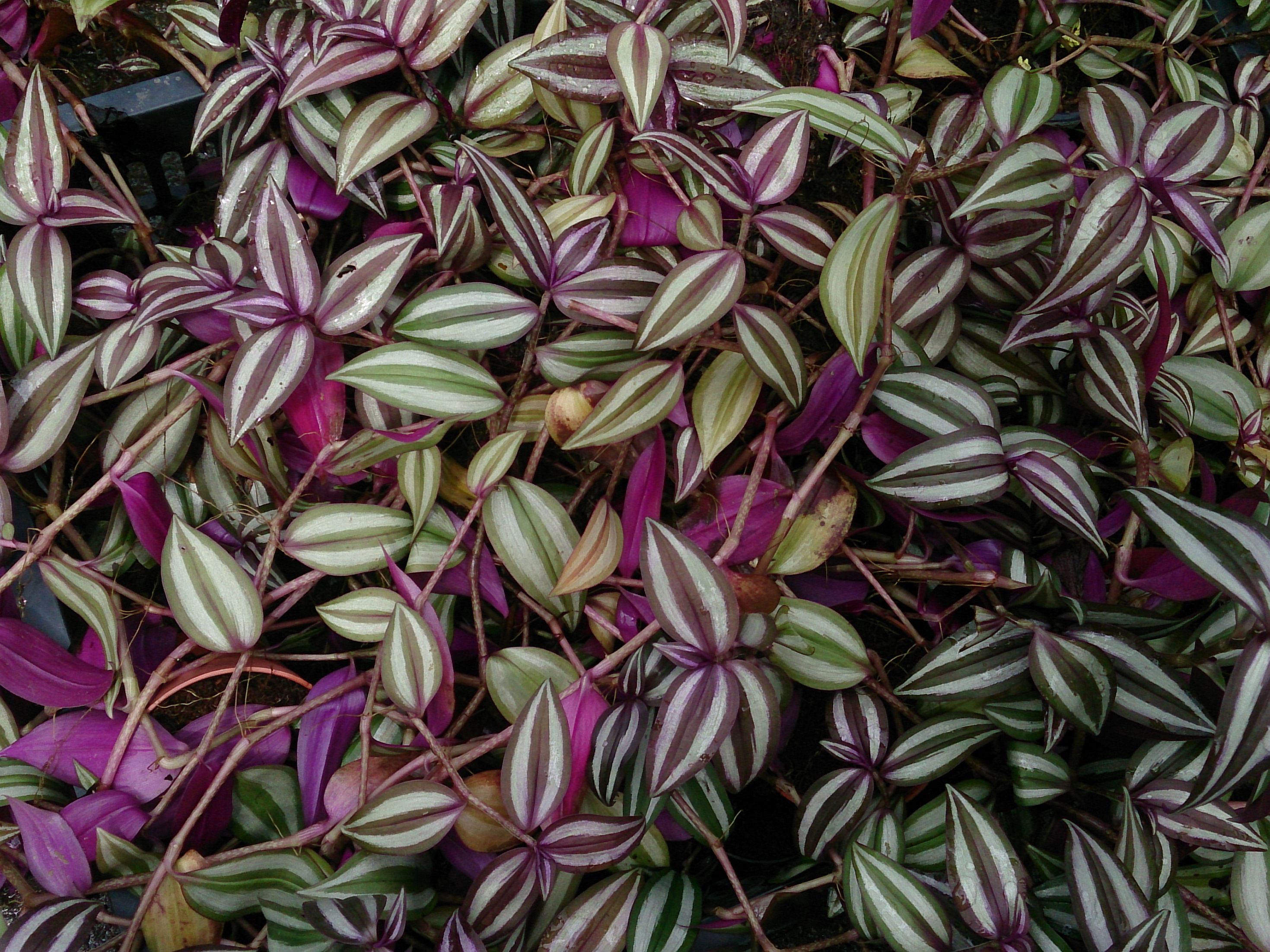 Tradescantia_fluminensis_5 (foto Mokkie Wikimedia Commons 2014) preview