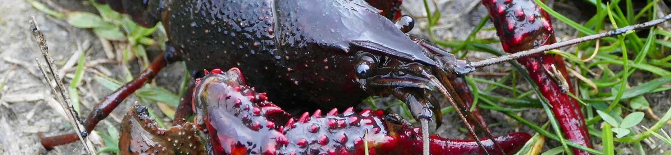 Tweede kamer: jacht op uitheemse rivierkreeften opvoeren