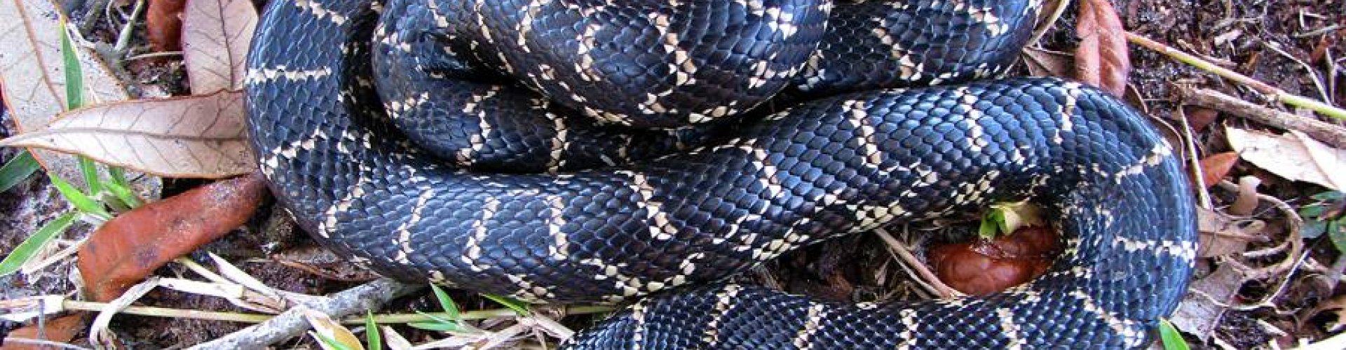 Uitbreiding Europese Unielijst met 22 invasieve exoten