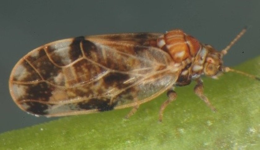 Uitbreiding onderzoek naar biologische bestrijding van woekerplanten fig1.jpg