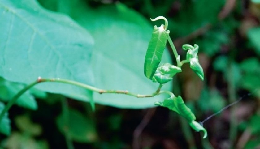 Uitbreiding onderzoek naar biologische bestrijding van woekerplanten fig2.jpg