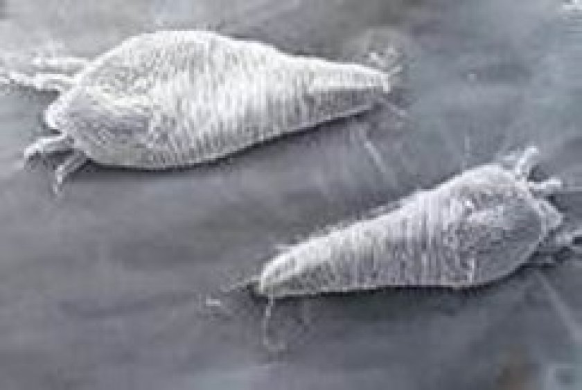 Uitbreiding onderzoek naar biologische bestrijding van woekerplanten fig3.jpg