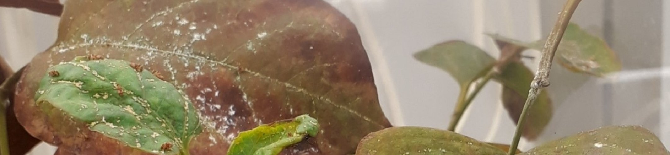 Uitbreiding onderzoek naar biologische bestrijding van woekerplanten