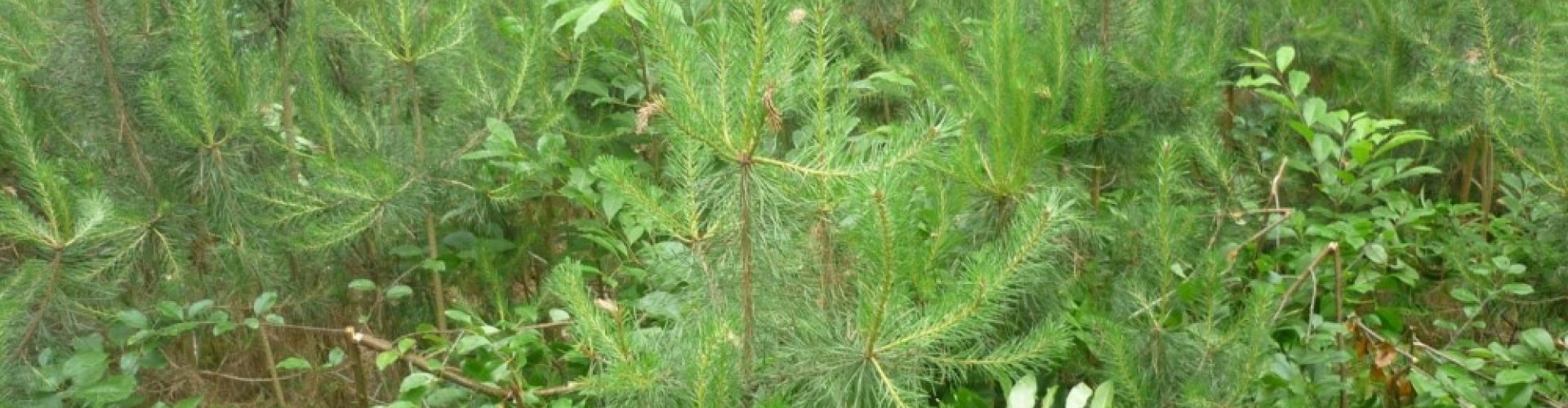 Uitfaseren amerikaanse vogelkers cover.jpg