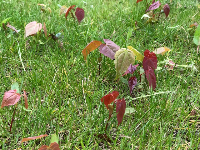 Uitlopers van de Esdoorn preview