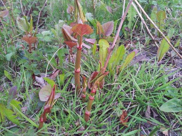 Uitlopers van de Japanse duizendknoop preview