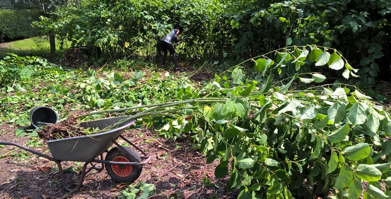 Uittrekken en ontwortelen - Handmatig cover