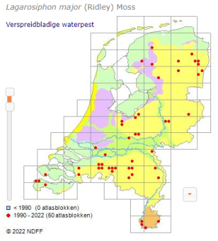 Verspreidbladige waterpest