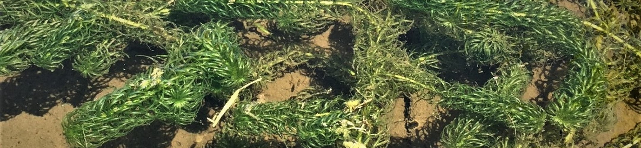 Verspreidbladige waterpest