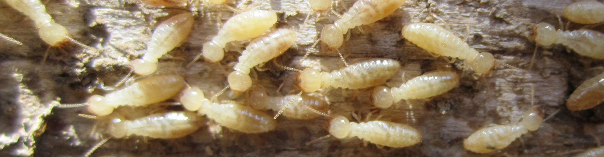 Vestiging uitheemse termieten in Nederland een feit