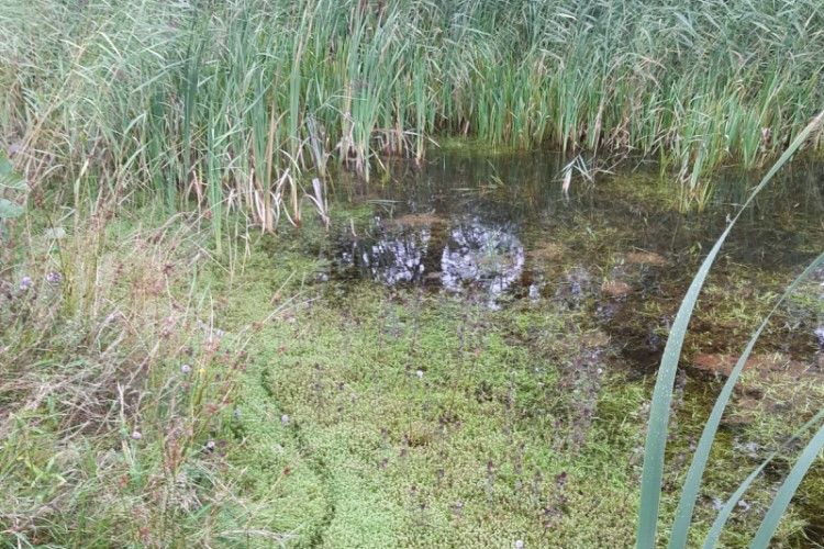 Watercrassula 3 preview