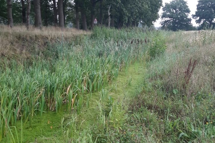 Watercrassula 4 preview