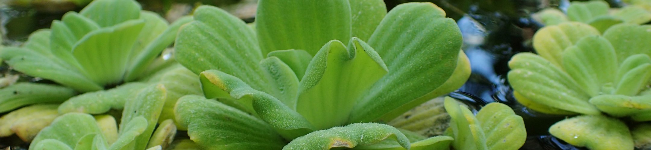 Watersla (of Mosselplant)