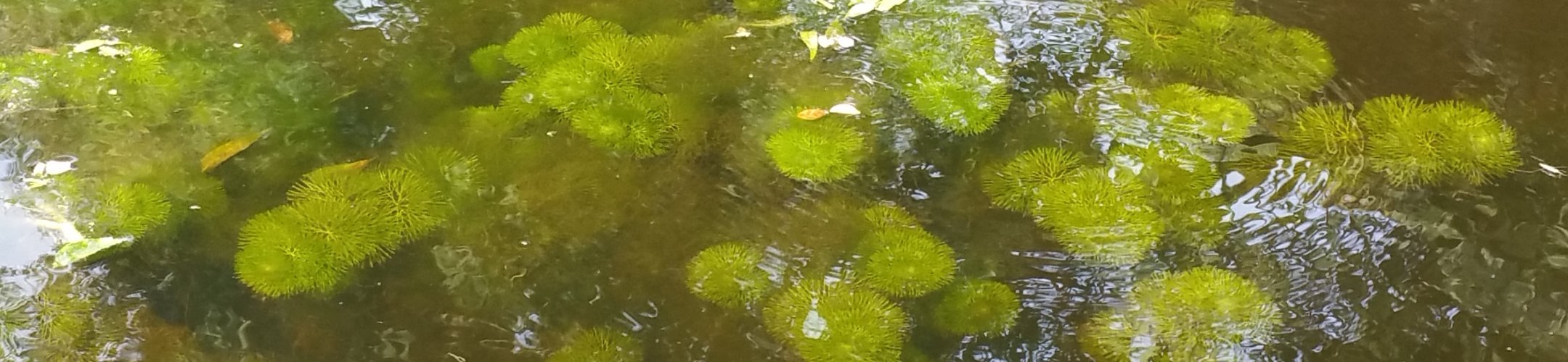 Waterwaaier (Cabomba)