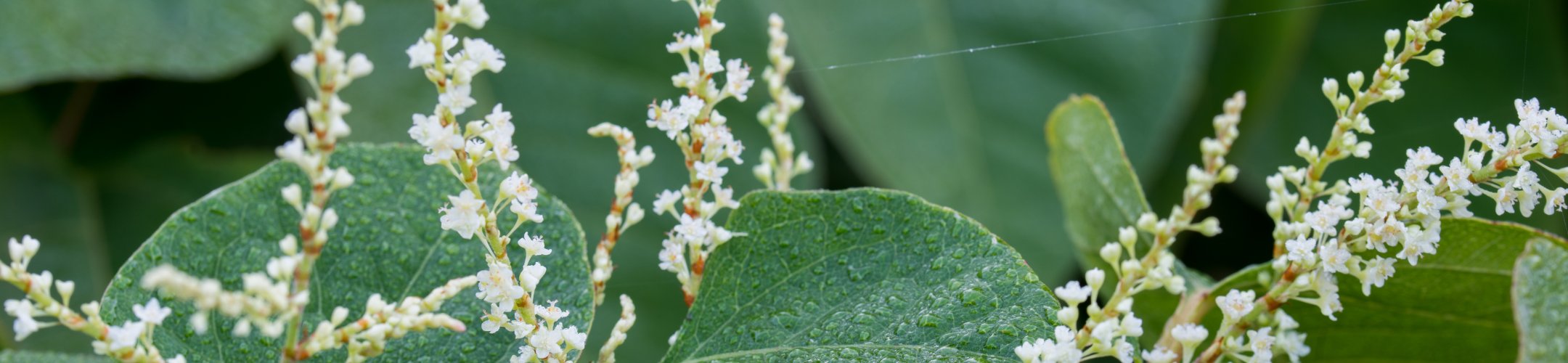 Wettelijk gebruiksverbod gewasbeschermingsmiddelen weer van kracht