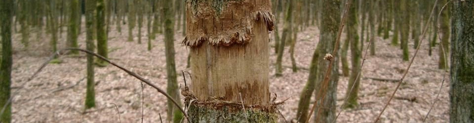 Zaadbronnen verwijderen door uitputten (ringen) cover